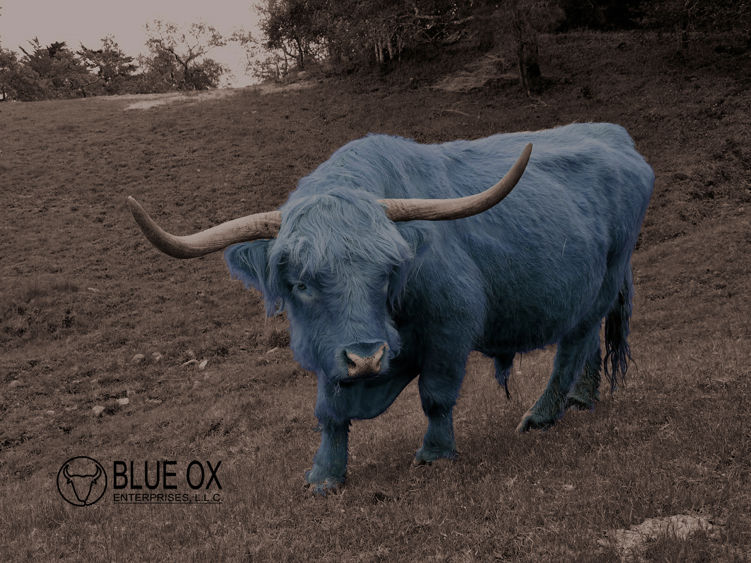 Blue Ox Poster